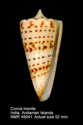 Conus monile.jpg - Conus monileHwass,1792